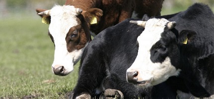 Blaarkopkoeien_Elsbroekerwei