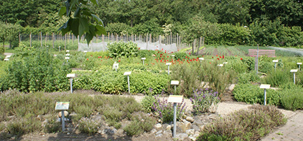 Biologische Groentes uit de Moestuin